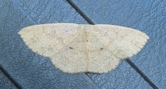 Cyclophora