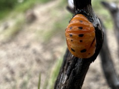 Coccinellinae