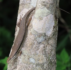 Trachylepis depressa