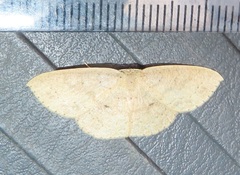 Cyclophora