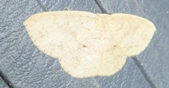 Cyclophora