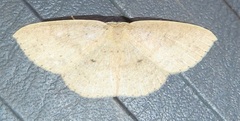 Cyclophora