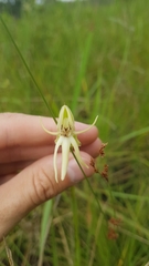 Habenaria trifida