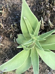 Dudleya lanceolata