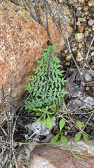 Pellaea mucronata mucronata