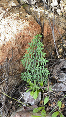 Pellaea mucronata mucronata