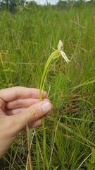 Habenaria trifida