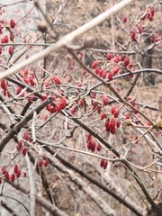 Cornus officinalis