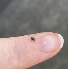 Ceutorhynchus erysimi