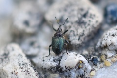 Ceutorhynchus erysimi