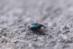 Ceutorhynchus erysimi