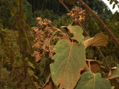 Clerodendrum rotundifolium
