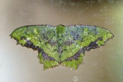 Paramaxates posterecta