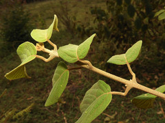 Clerodendrum rotundifolium