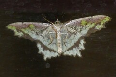 Paramaxates posterecta