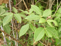 Zanthoxylum asiaticum