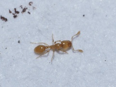 Solenopsis molesta