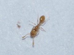Solenopsis molesta