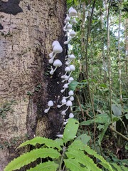 Leucocoprinus cretaceus