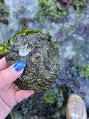 Semibalanus cariosus