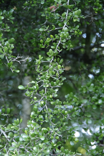 Terminalia molinetii, photograph 4