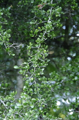 (c) Eric Knight, some rights reserved (CC BY) Terminalia molinetii, photograph (c) Eric Knight, some rights reserved (CC BY)