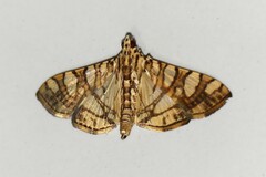 Glyphodes caesalis