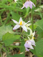 Solanum douglasii