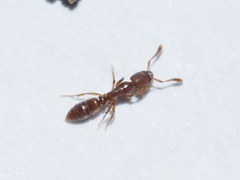 Ponera pennsylvanica