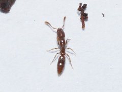 Ponera pennsylvanica