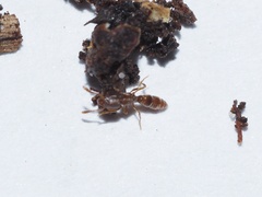 Ponera pennsylvanica