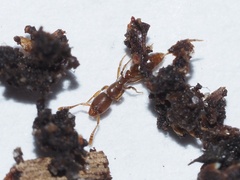 Ponera pennsylvanica