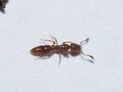 Ponera pennsylvanica