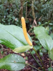 Anthurium andraeanum