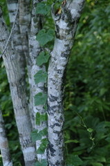 (c) Eric Knight, some rights reserved (CC BY) Terminalia molinetii, photograph (c) Eric Knight, some rights reserved (CC BY)