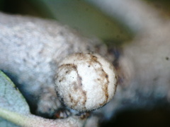 Kermesidae