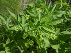 Osmorhiza occidentalis