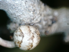 Kermesidae