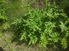 Osmorhiza occidentalis