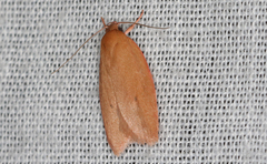 Enoplidia simplex