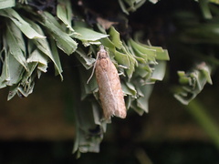 Bactra noteraula