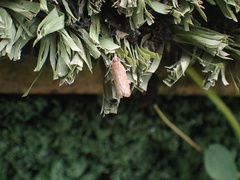 Bactra noteraula