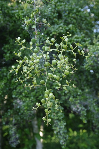 Terminalia molinetii, photograph 6