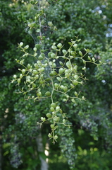 Terminalia molinetii, photograph (c) Eric Knight, some rights reserved (CC BY)