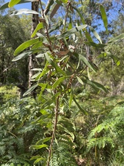 Hakea benthamii