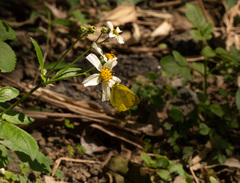 Eurema blanda arsakia