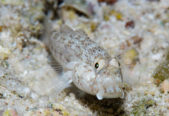 Gnatholepis anjerensis