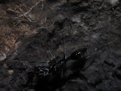 Odontomachus haematodus