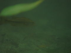 Micropterus floridanus