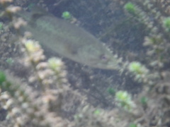 Micropterus floridanus